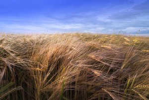 1401404_golden_barley.jpg